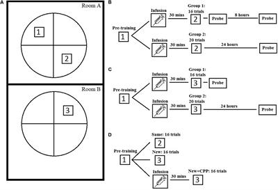 A Specific Role of Hippocampal NMDA Receptors and Arc Protein in Rapid Encoding of Novel Environmental Representations and a More General Long-Term Consolidation Function